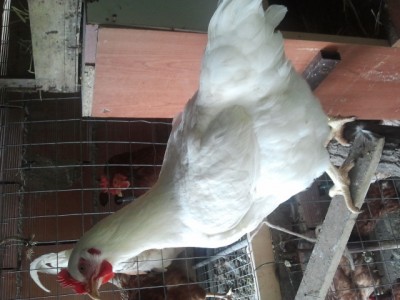 che razza e la mia gallina / 2014-03-25 10.13.35.jpg 2014-03-25 10.13.35.jpg