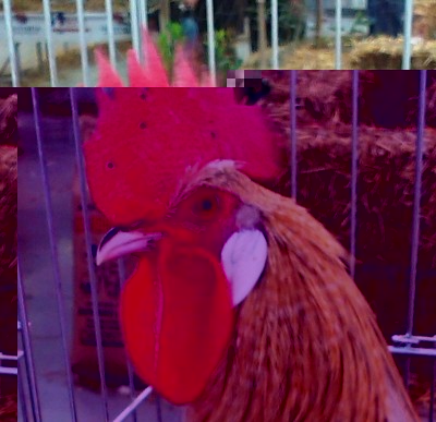 IMAG0526.jpg (186.6 KiB) Osservato 2047 volte IMAG0526.jpg