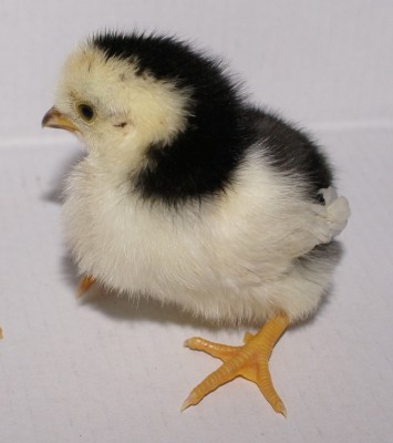 pulcino nana.jpg (135 KiB) Osservato 394 volte pulcino nana.jpg