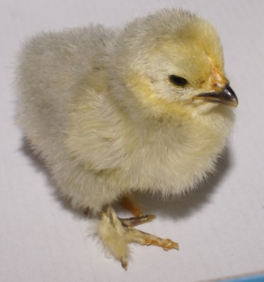 pulcin cocinci.jpg (116.93 KiB) Osservato 470 volte pulcin cocinci.jpg