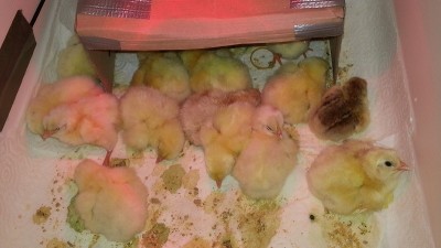 20140405_131117 - Copia.jpg (122 KiB) Osservato 1198 volte 20140405_131117 - Copia.jpg