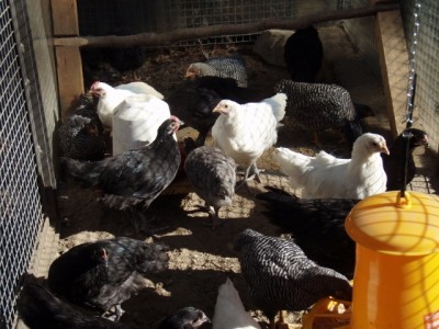 037 (640x480).jpg (213.86 KiB) Osservato 1133 volte 037 (640x480).jpg