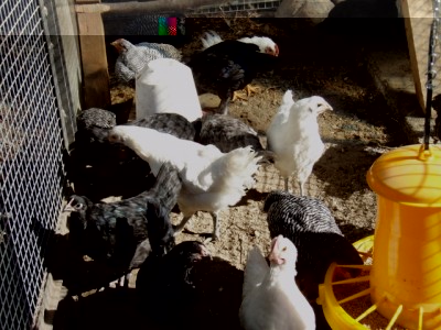 040 (640x480).jpg (238.26 KiB) Osservato 1133 volte 040 (640x480).jpg