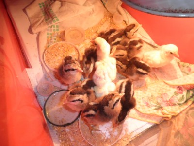 P4220218.JPG (83.86 KiB) Osservato 572 volte P4220218.JPG