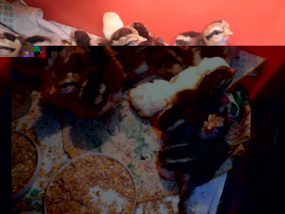 P4220220.JPG (85.53 KiB) Osservato 572 volte P4220220.JPG