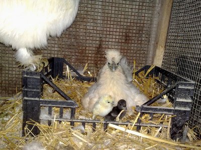 chiocciaa260620103947.jpg (148.53 KiB) Osservato 1777 volte chiocciaa260620103947.jpg