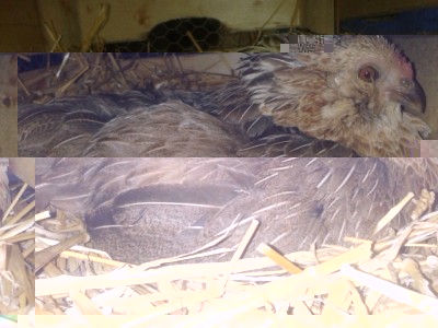 image.jpg (120.29 KiB) Osservato 458 volte image.jpg