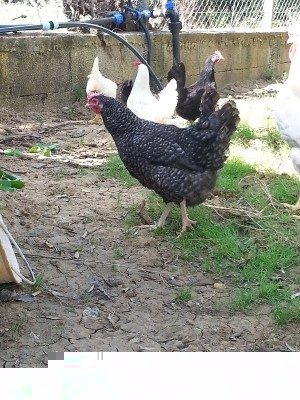 20140416_155337.jpg (313.03 KiB) Osservato 687 volte 20140416_155337.jpg