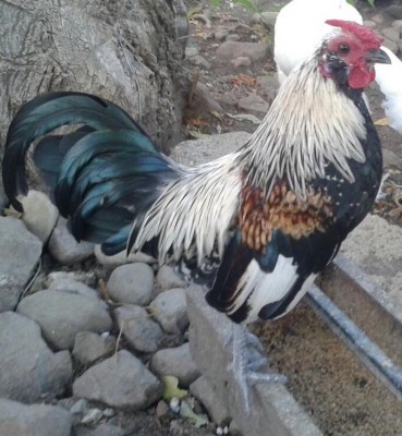 image.jpg (188.97 KiB) Osservato 812 volte image.jpg