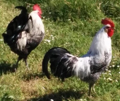 Due dei miei galletti / galli_.JPG galli_.JPG