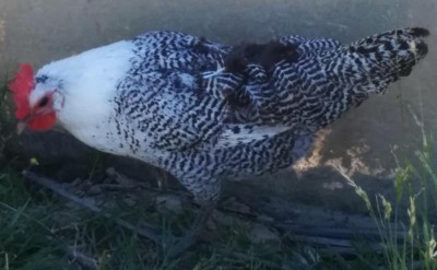 Gallina dal collo bianco / Gallina 1_.JPG Gallina 1_.JPG