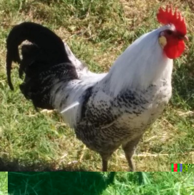 Gallo dal collo bianco / gallo_.JPG gallo_.JPG