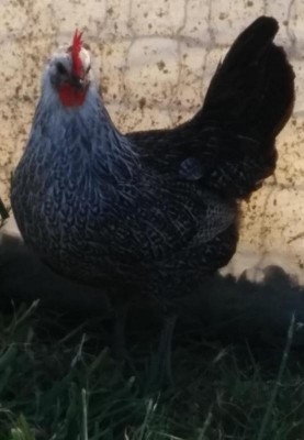 Gallina tutta maculata nera e bianca / gallkina 22_.JPG gallkina 22_.JPG