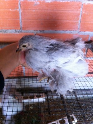 IMG_0316.JPG (240.01 KiB) Osservato 511 volte IMG_0316.JPG