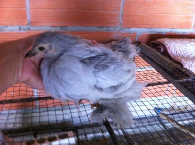 IMG_0317.JPG (252.74 KiB) Osservato 511 volte IMG_0317.JPG