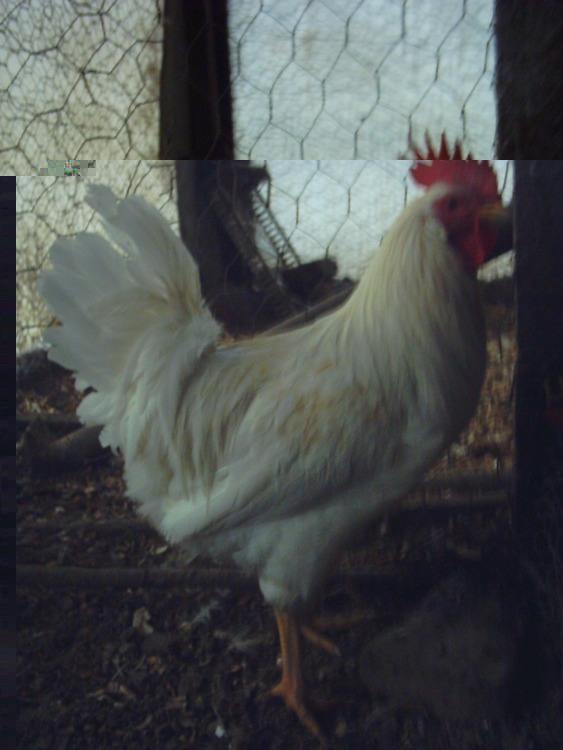 f1 bianco.jpg f1 bianco.jpg