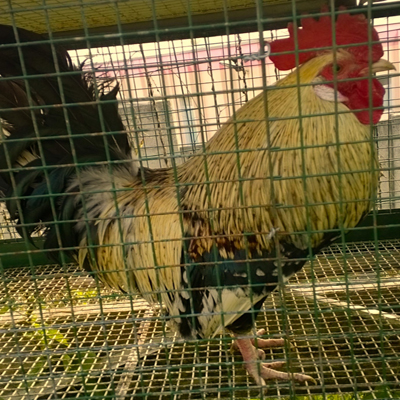 WP_20140329_006.jpg WP_20140329_006.jpg