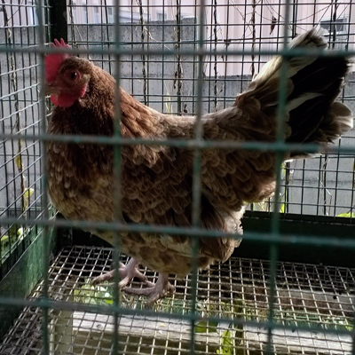 WP_20140329_010.jpg WP_20140329_010.jpg