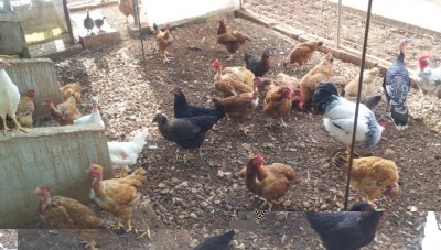 20140626_175126-1.jpg (75.36 KiB) Osservato 786 volte 20140626_175126-1.jpg