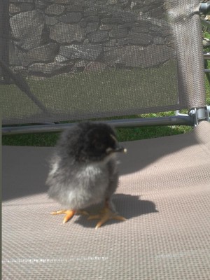 pulcino1.jpg (87.96 KiB) Osservato 1005 volte pulcino1.jpg