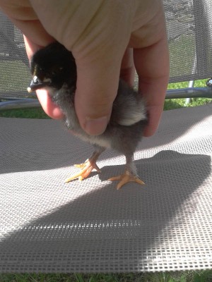 pulcino2.jpg (83.47 KiB) Osservato 1005 volte pulcino2.jpg