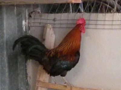 IMG_20140717_123207.jpg (29.69 KiB) Osservato 680 volte IMG_20140717_123207.jpg