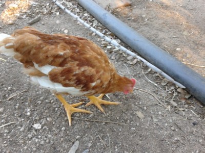 20140717_190748.jpg (207.96 KiB) Osservato 512 volte 20140717_190748.jpg