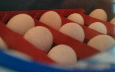 _20140721_124409.JPG (66.8 KiB) Osservato 485 volte _20140721_124409.JPG