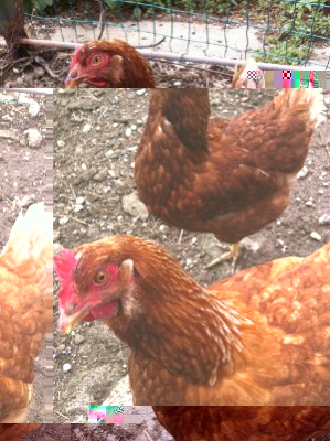 ridimensiota.JPG (115.1 KiB) Osservato 856 volte ridimensiota.JPG