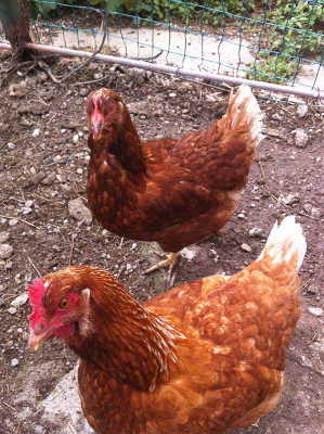 ridimensionata1.JPG ridimensionata1.JPG