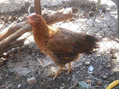 picresized_1278855284_th_108613b3034bb646f4be45f95a95f8d8.jpg (169.52 KiB) Osservato 981 volte picresized_1278855284_th_108613b3034bb646f4be45f95a95f8d8.jpg