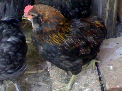 02052007238_800x600.jpg (69.56 KiB) Osservato 638 volte 02052007238_800x600.jpg