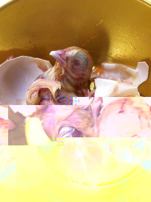 IMG_1728 - Copia.JPG (128.71 KiB) Osservato 600 volte IMG_1728 - Copia.JPG