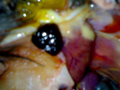 21052007561_800x600.jpg (44.12 KiB) Osservato 5322 volte 21052007561_800x600.jpg