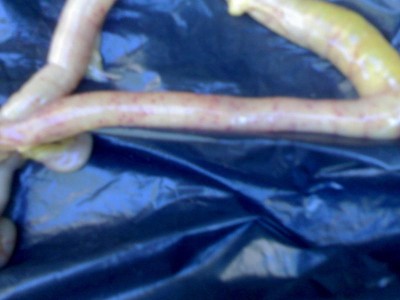 22052007595_800x600.jpg (46.81 KiB) Osservato 5322 volte 22052007595_800x600.jpg