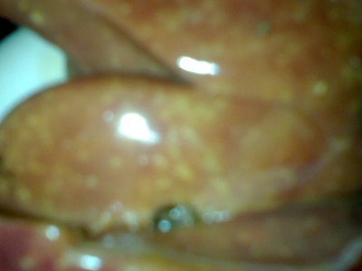 21052007559_800x600.jpg (30.12 KiB) Osservato 5322 volte 21052007559_800x600.jpg