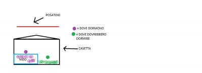 ecco uno schema della casetta con i posatoi. / DISEGNO rid.jpg DISEGNO rid.jpg