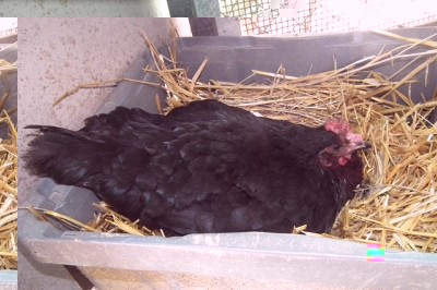 076.JPG (162 KiB) Osservato 641 volte 076.JPG