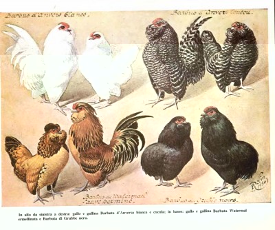 696267780.jpg (101.6 KiB) Osservato 1295 volte 696267780.jpg