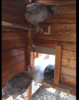 image.jpg (63.87 KiB) Osservato 519 volte image.jpg