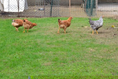 razzolando / DSC_3654.jpg DSC_3654.jpg