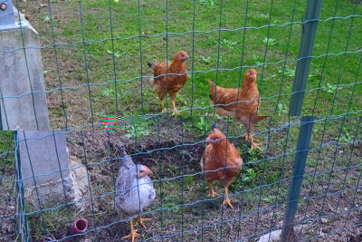 insieme / DSC_3661.jpg DSC_3661.jpg