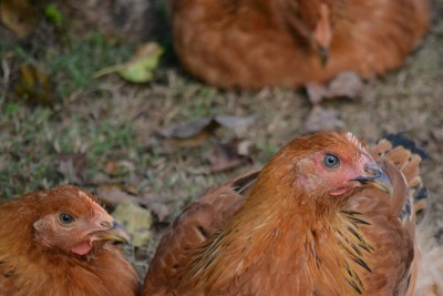 galline / DSC_3688.jpg DSC_3688.jpg