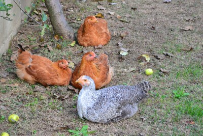 insieme2 / DSC_3691.jpg DSC_3691.jpg