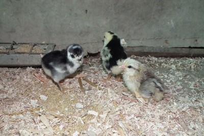 052.JPG (173.31 KiB) Osservato 911 volte 052.JPG