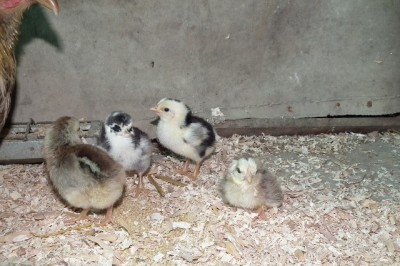 053.JPG (173.34 KiB) Osservato 911 volte 053.JPG