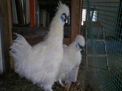 011.jpg (177.23 KiB) Osservato 990 volte 011.jpg