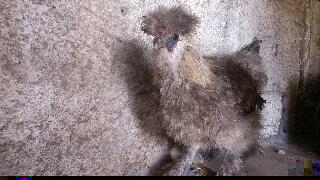 rps20141025_215854.jpg rps20141025_215854.jpg