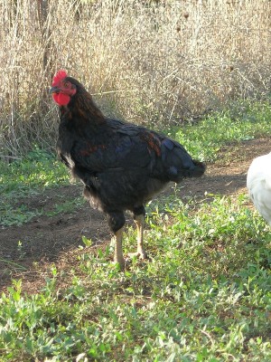 DSCN9975.JPG (357.39 KiB) Osservato 504 volte DSCN9975.JPG