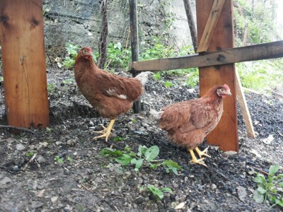 isa w.jpg (210.45 KiB) Osservato 1250 volte isa w.jpg